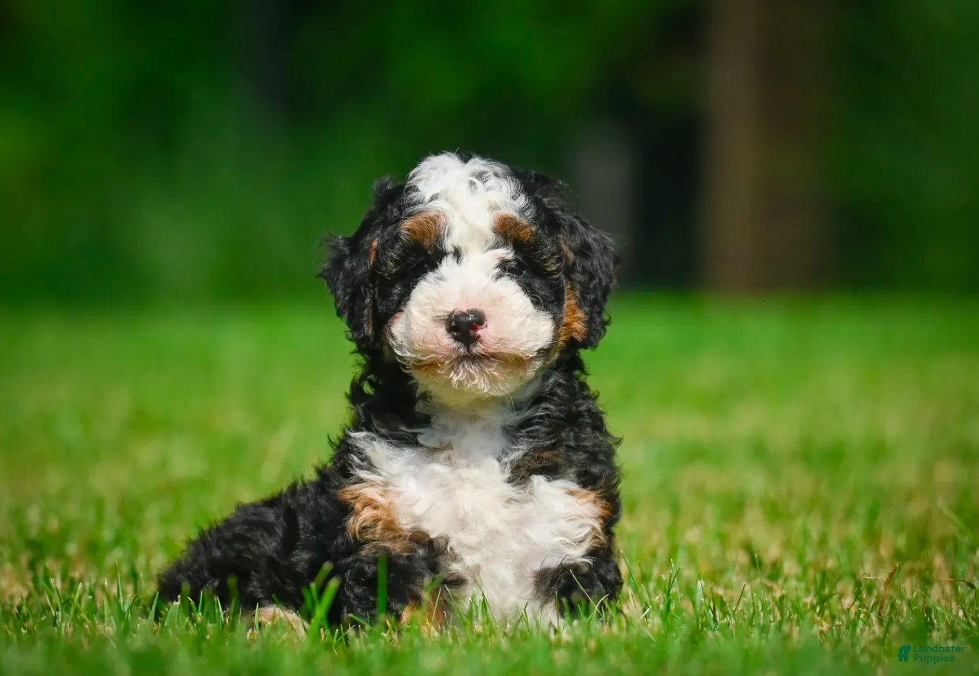 Mini Bernedoodle dogs Ace - F1B - Ad 2