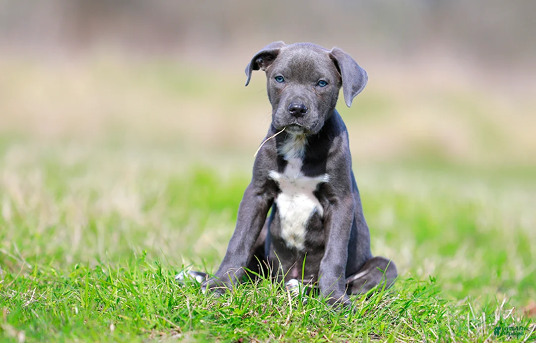 Mixed Breed dogs for sale: JayJay - Blue European Doberdane BLUE! - Ad 2