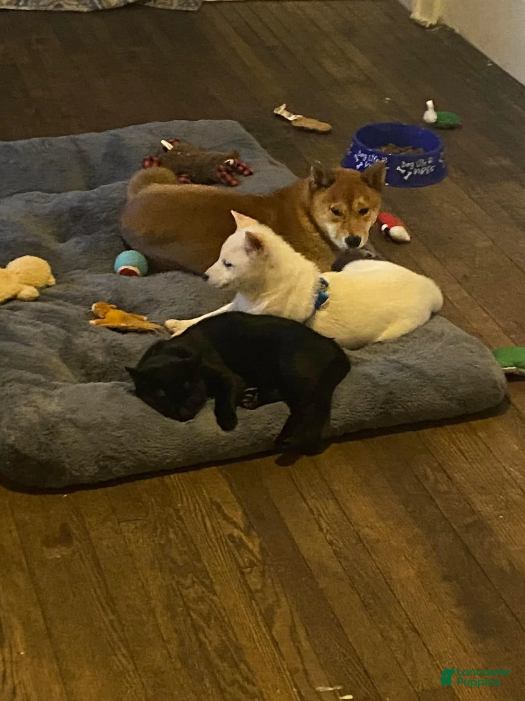 Gallery Image {{count}}