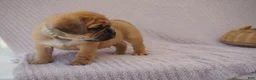Puggle dogs for sale: Jelly Bean - Ad 3