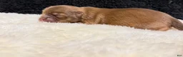 Chihuahua dogs for sale: Chihuahua 2 - Ad 5