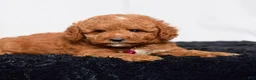 Mini Goldendoodle dogs for sale: Ms. Lacey - Ad 6