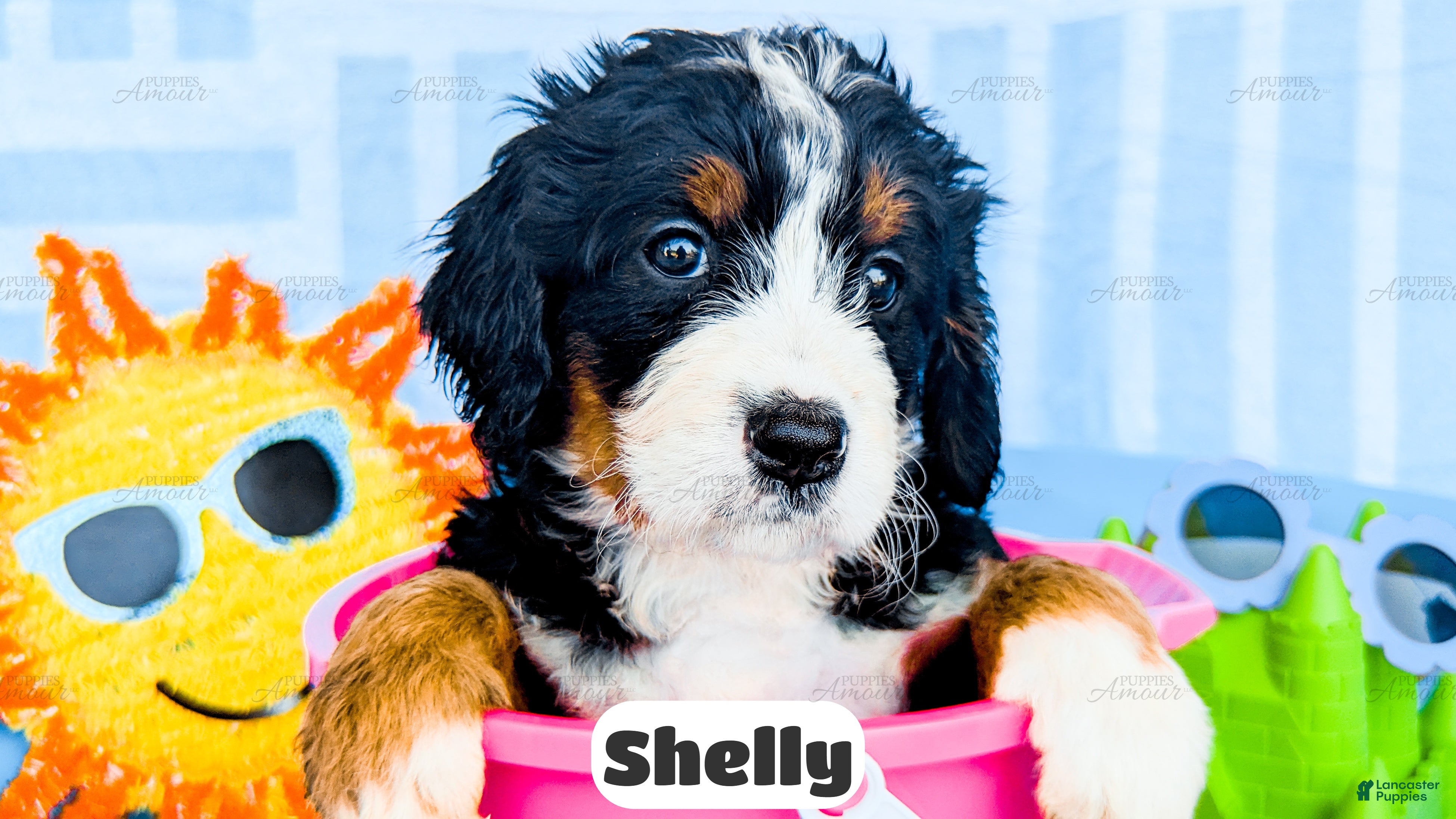 Bernedoodle dogs Shelly - Ad 2