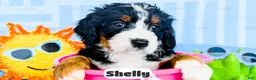 Bernedoodle dogs for sale: Shelly - Ad 2