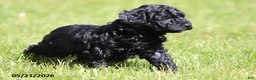 Miniature Poodle dogs for sale: Max - Ad 3