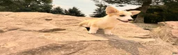 Welsh Corgi Pembroke dogs for sale: DEXER - Ad 10