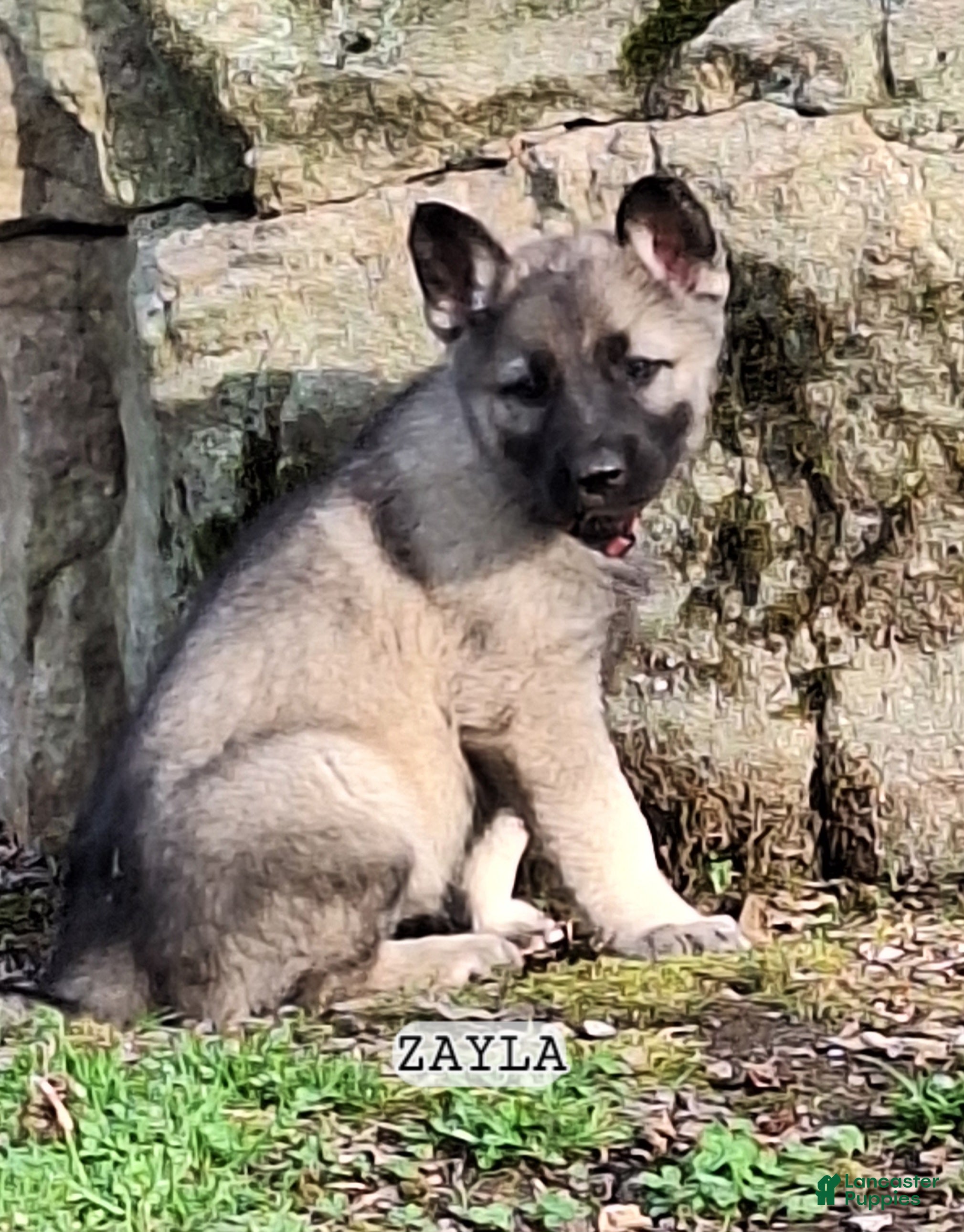 German Shepherd dogs Zayla - Ad 1