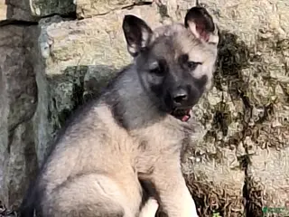 German Shepherd dogs for sale: Zayla - Ad 3