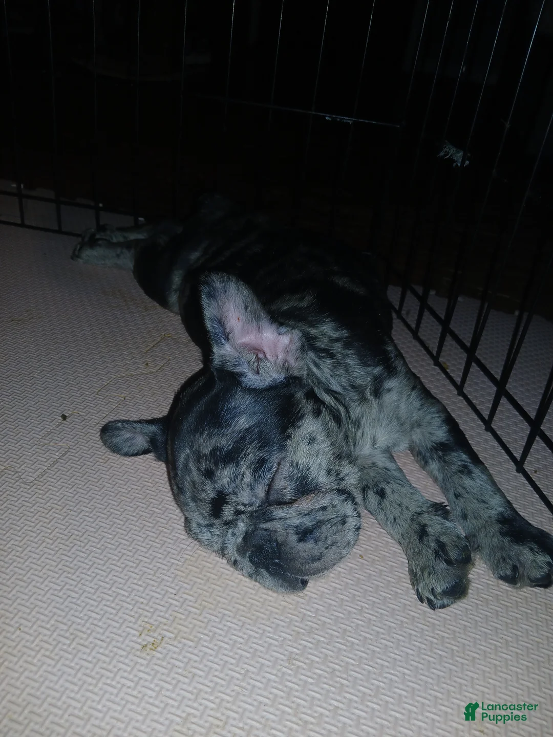 French Bulldog dogs for sale: Luke - Ad 5