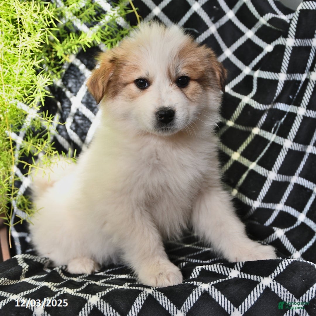 Great Pyrenees dogs for sale: Macy - Ad 2