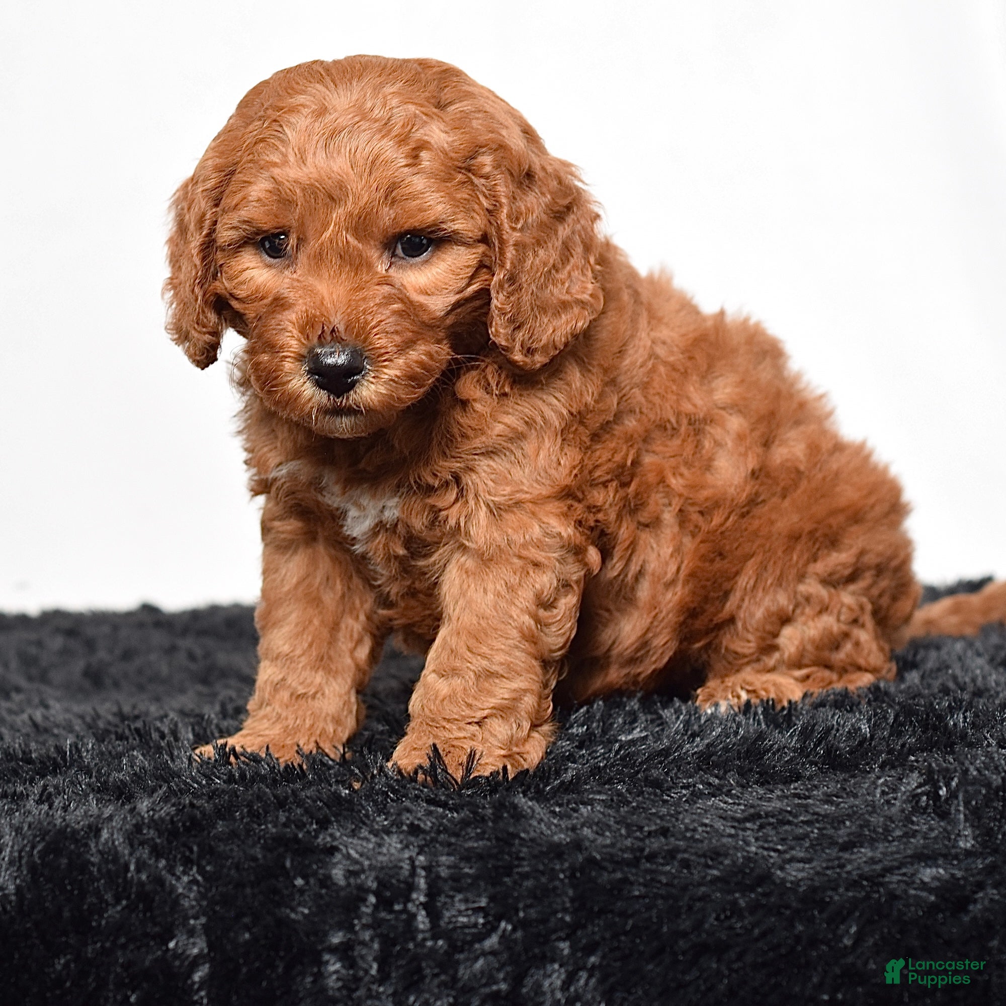 Mini Goldendoodle dogs for sale:  Murphy - Ad 4