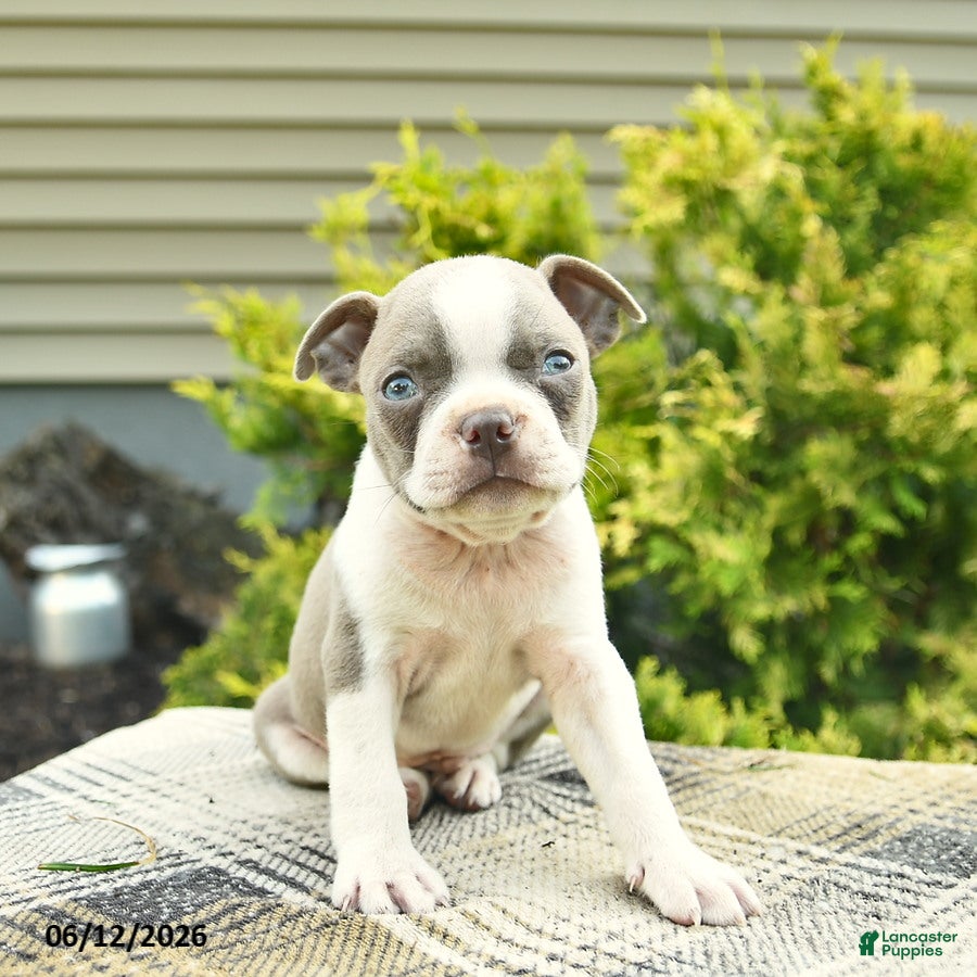 Boston Terrier dogs Biscuit  - Ad 1