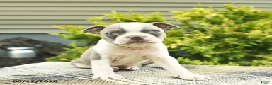 Biscuit 