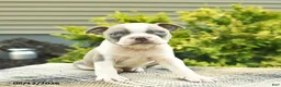 Boston Terrier dogs for sale: Biscuit  - Ad 1