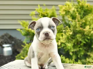Boston Terrier dogs for sale: Biscuit - Ad 2