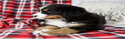 Bernese Mountain Dog dogs for sale: Joey *Genetic Clear - Ad 4
