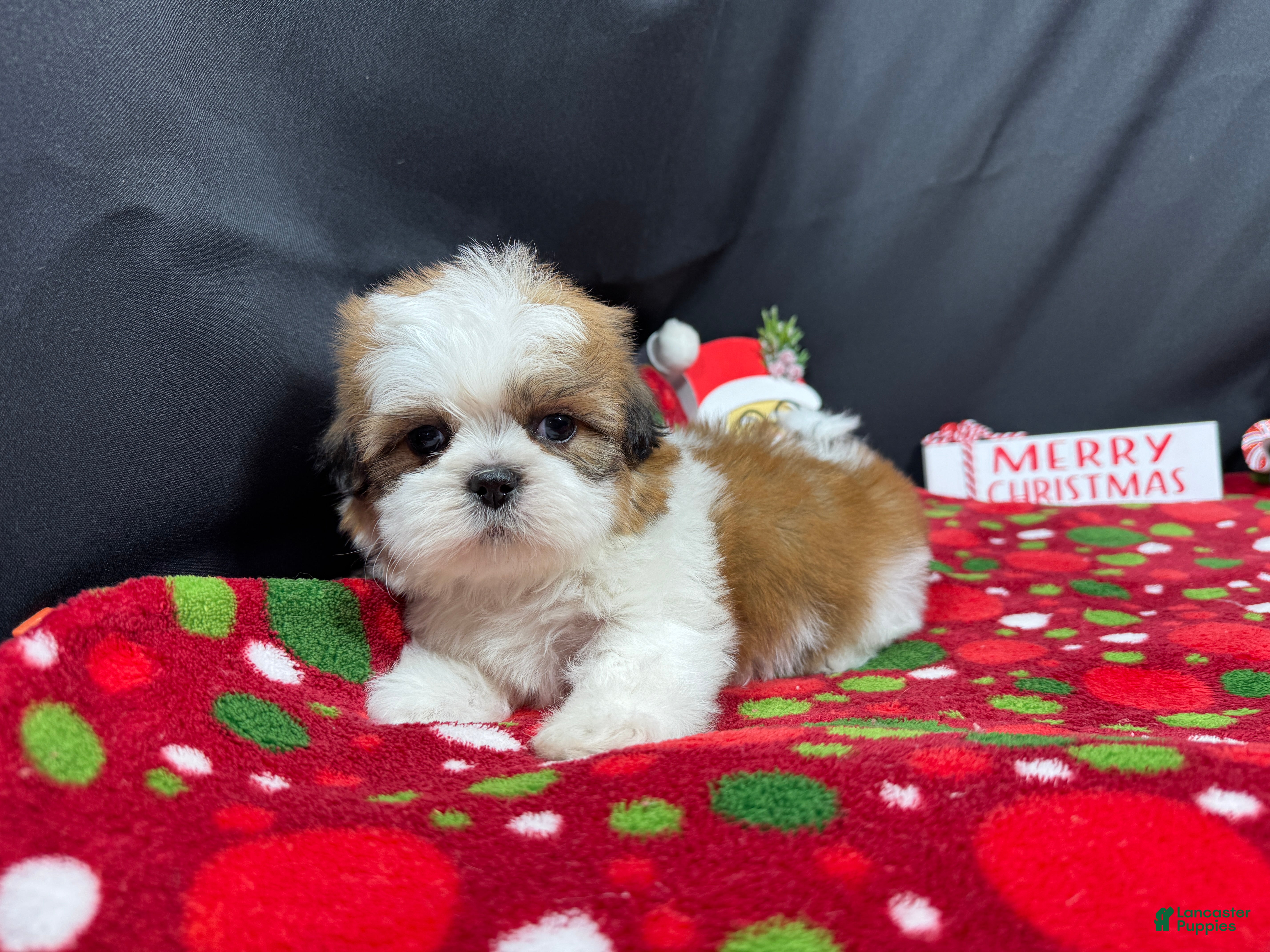 Shih Tzu dogs Shih Tzu Puppy 1 - Ad 6