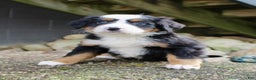 Bernese Mountain Dog dogs for sale: Lucy - Ad 2