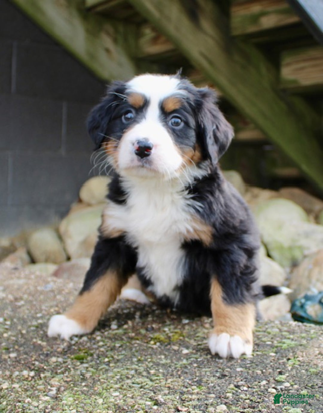 Bernese Mountain Dog dogs for sale: Lucy - Ad 2
