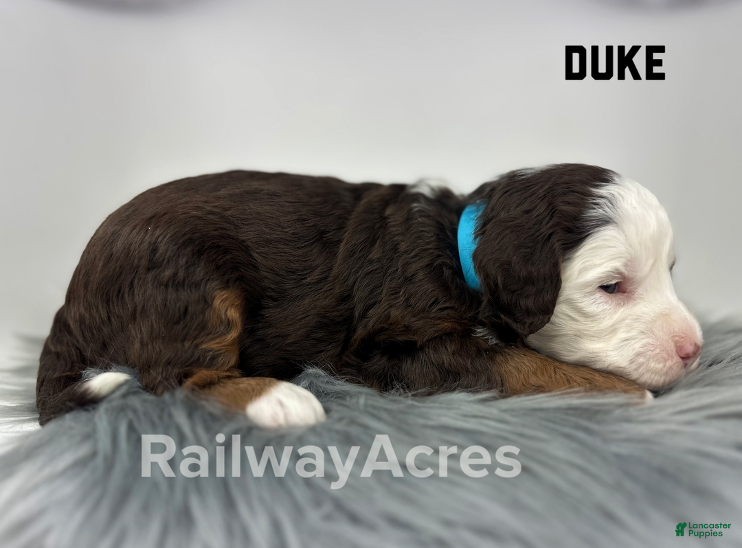 Mixed Breed dogs for sale: Duke - Ad 2