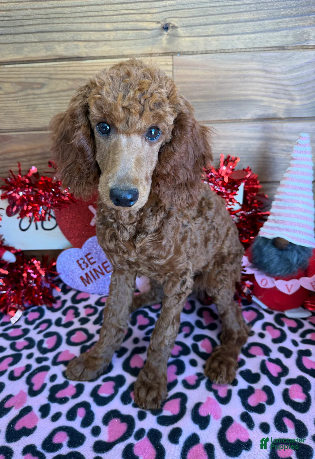 Standard Poodle dogs for sale: Irish - Ad 3