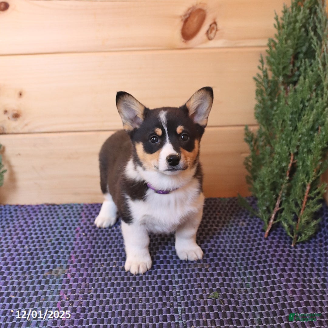Welsh Corgi Pembroke dogs for sale: Sprite - Ad 4