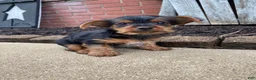 Yorkshire Terrier dogs for sale: Tommy - Ad 10