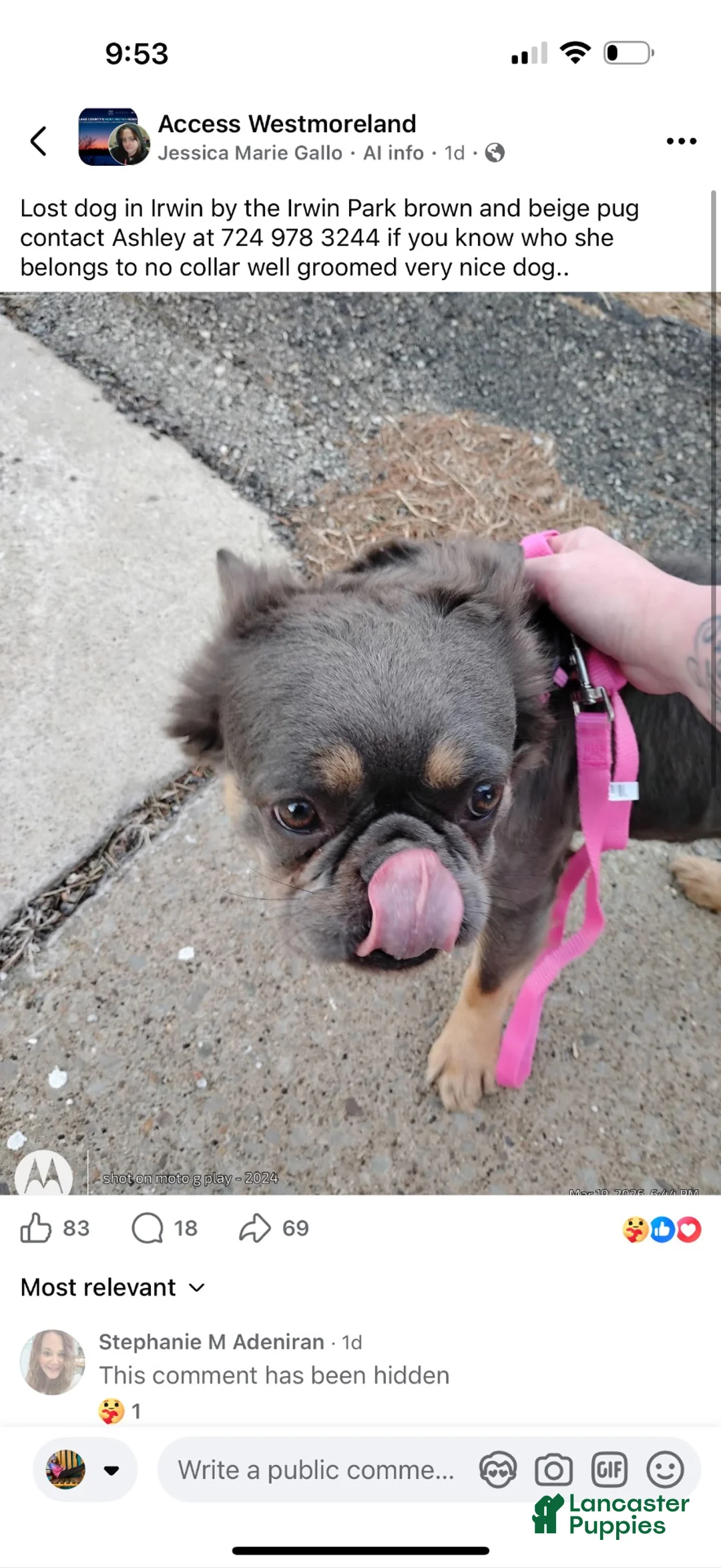 French Bulldog dogs for sale: French Bulldog fluffy  - Ad 1
