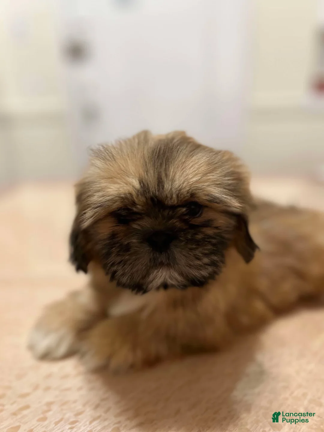 Shih Tzu dogs for sale: Milo - Ad 1