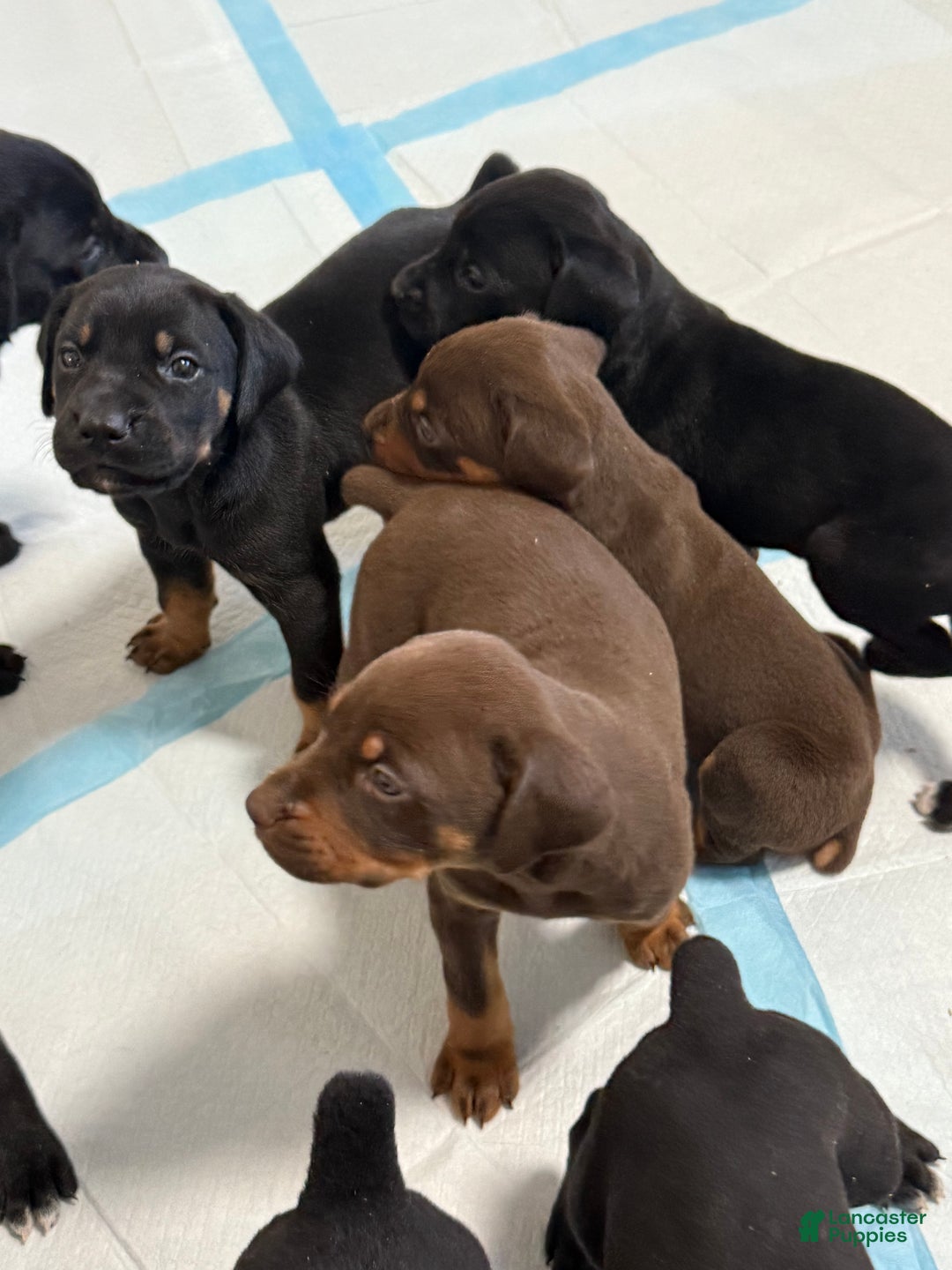 Mixed Breed dogs for sale: White - Ad 8