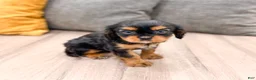 Cavalier King Charles Spaniel dogs for sale: Maya - Ad 3