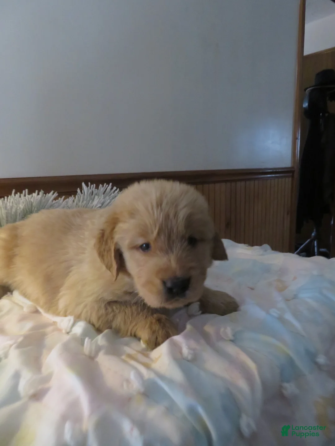 Golden Retriever dogs for sale: LINCOLN - CHAMPION LINE - Ad 6