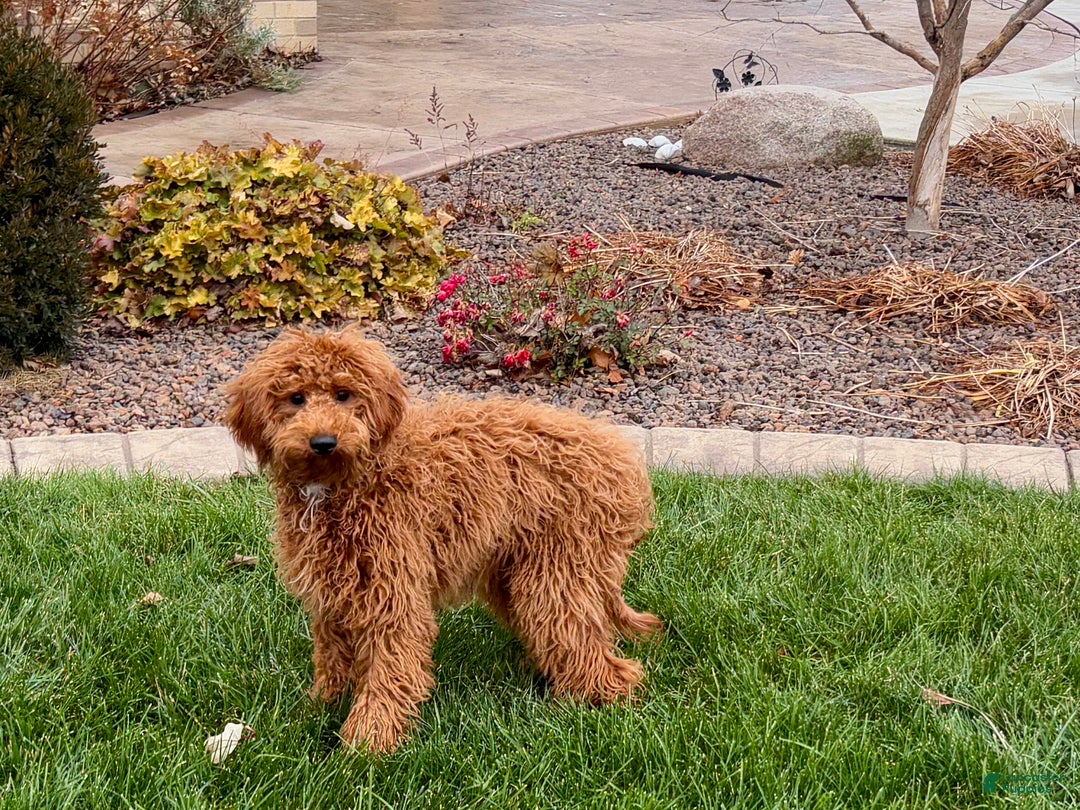 Cavapoo dogs for sale: Kaylee - Ad 7