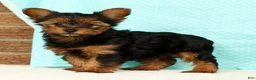 Yorkshire Terrier dogs for sale: Bella - Ad 4