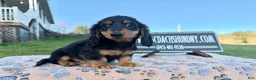 Miniature Dachshund dogs for sale: Russian male - Ad 10