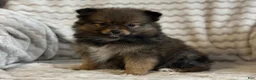 Pomeranian dogs for sale: Raven - Ad 5