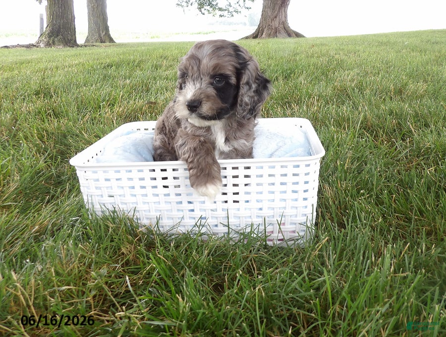 Cockapoo dogs Ranger - Ad 1
