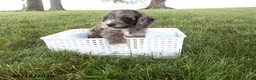 Cockapoo dogs for sale: Ranger - Ad 1