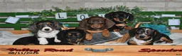 Miniature Dachshund dogs for sale: Jasmine - Ad 3