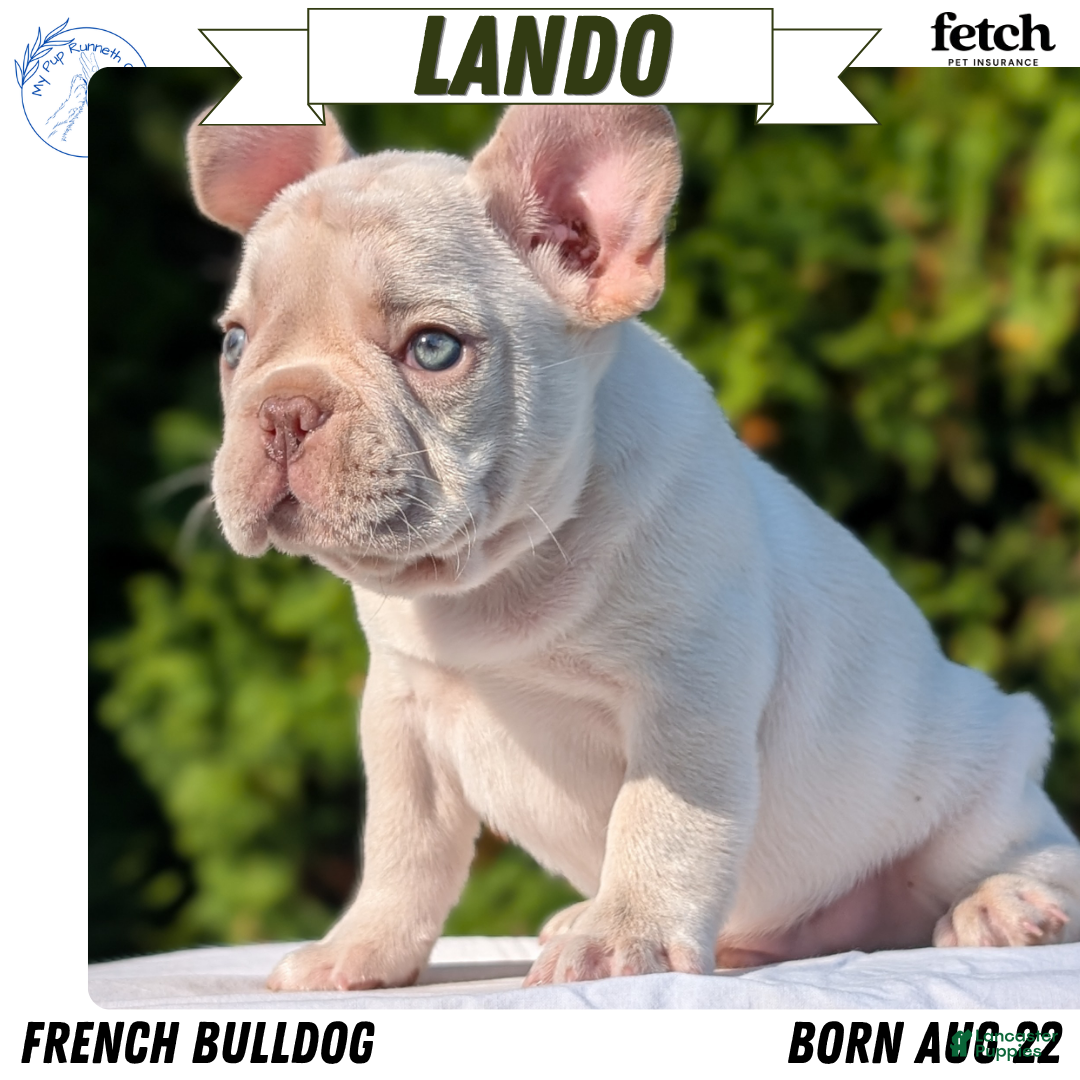 French Bulldog dogs Lando - Ad 1