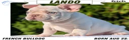 French Bulldog dogs for sale: Lando - Ad 1