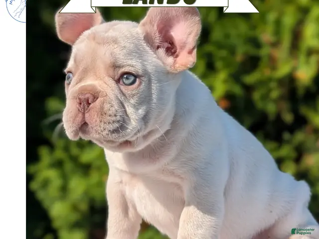 French Bulldog dogs Lando - Ad 1