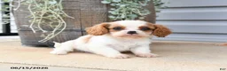 Cavalier King Charles Spaniel dogs for sale: Cricket - Ad 3