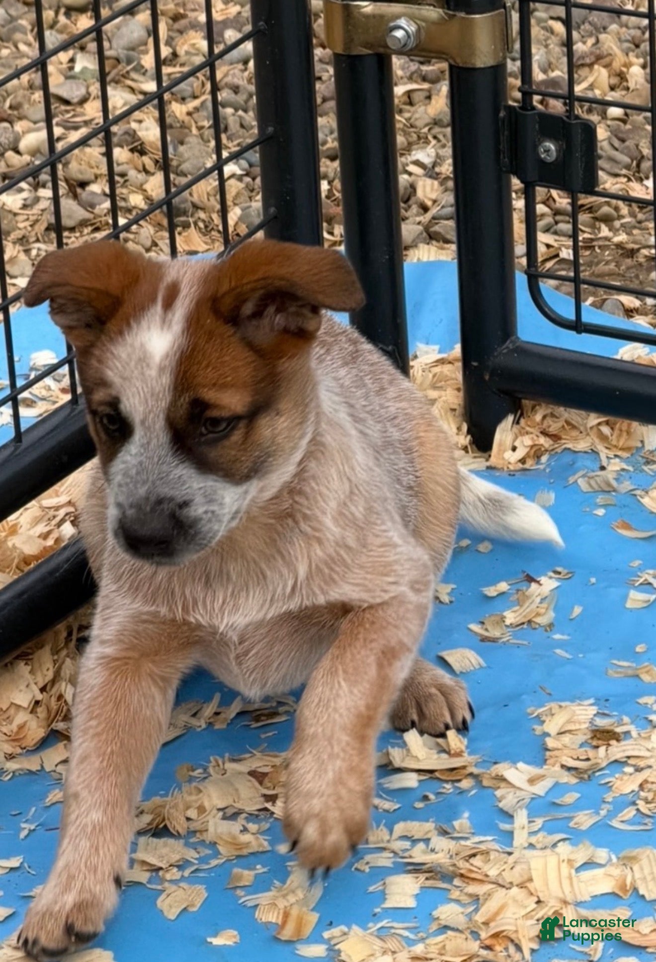 Australian Cattle Dog dogs Georgie - Ad 4