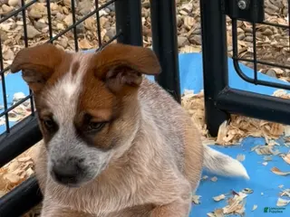 Australian Cattle Dog dogs Georgie - Ad 28