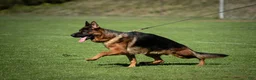 German Shepherd dogs for sale: 9 week old German Shepherd Female aka Diva! - Ad 7