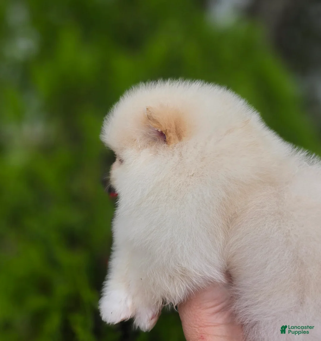 Pomeranian dogs for sale: Raphael  - Ad 7