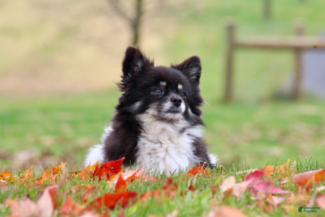 Pomeranian dogs for sale: Winterberry - Ad 12
