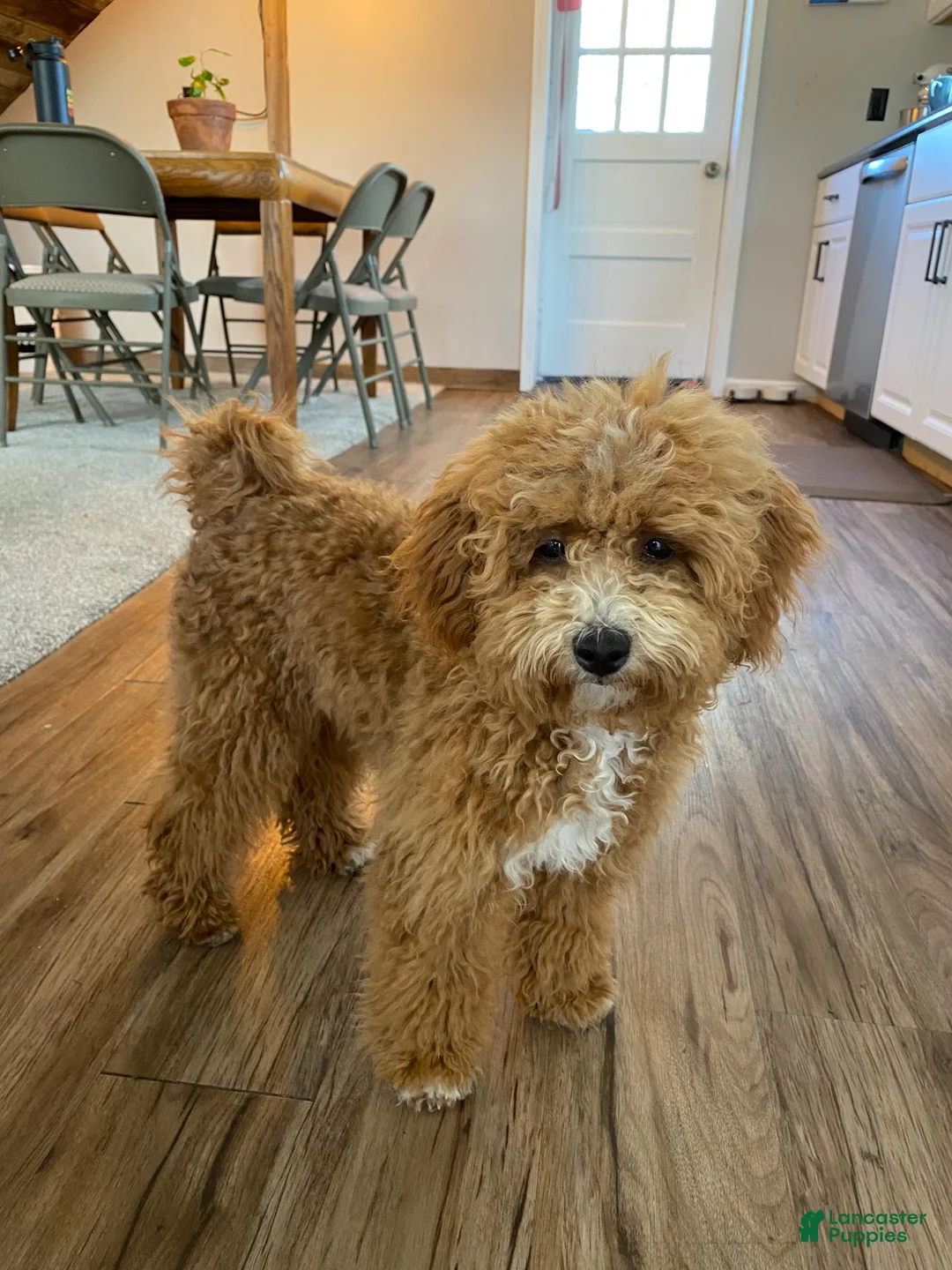 Cavapoo dogs for sale: Ghost - Ad 2