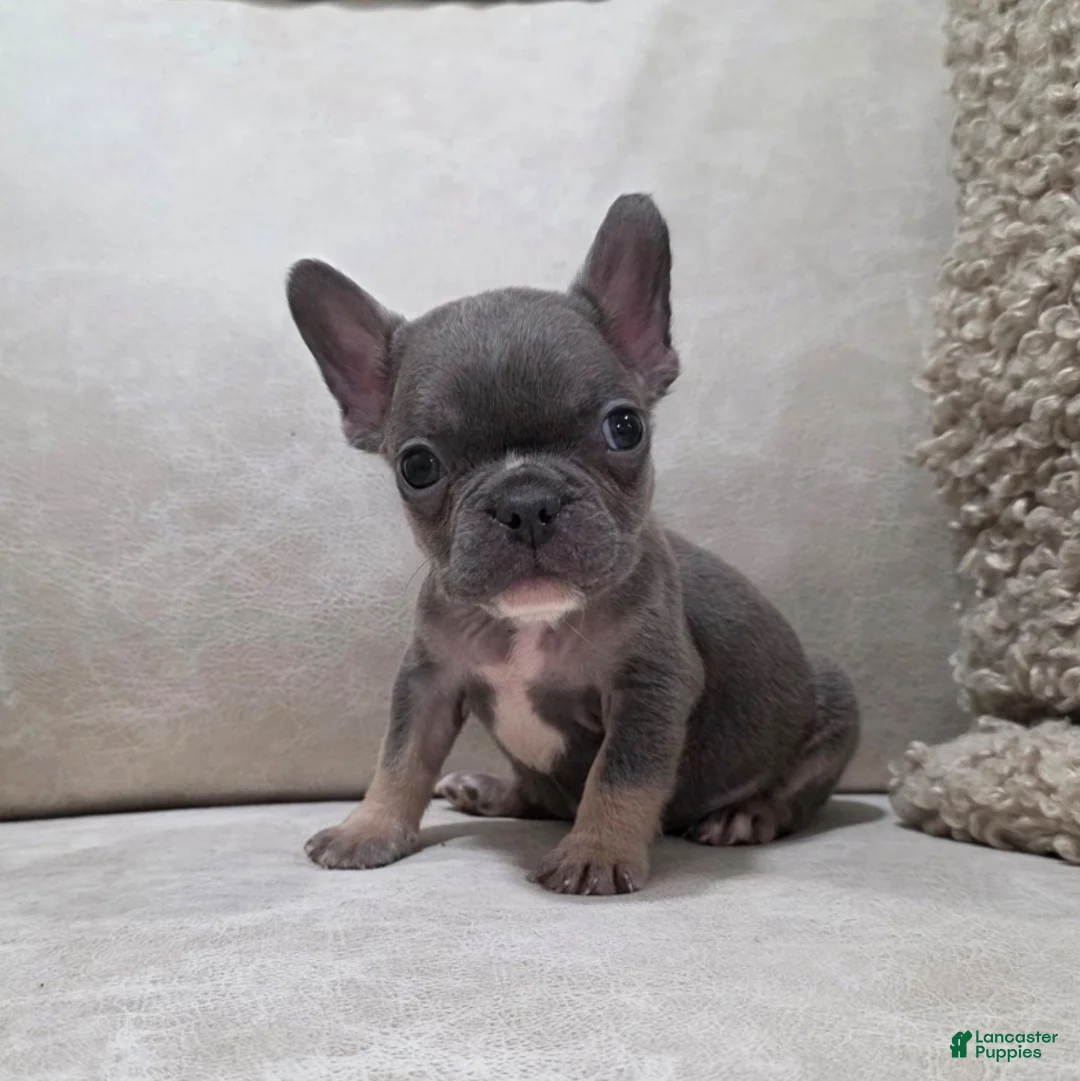 French Bulldog dogs for sale: Felix - Ad 6
